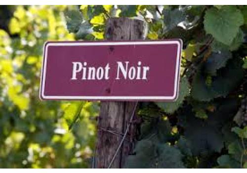 image of Pinot Noir