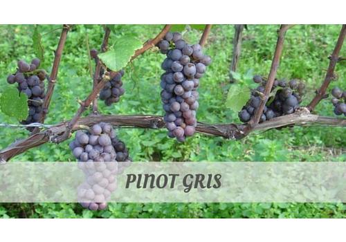 image of Pinot Gris / Riesling